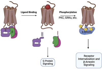 Development of tolerance to chemokine receptor antagonists: current paradigms and the need for further investigation